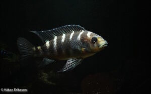 Pseudotropheus crabro
